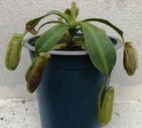 Nepenthes lowii x ephippiata XXS (no roots!)